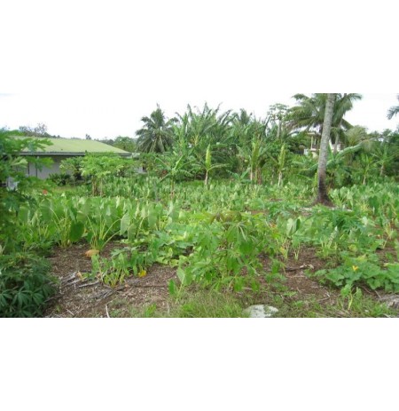 AFAAHITI : Terrain constructible  plat  Ref 119