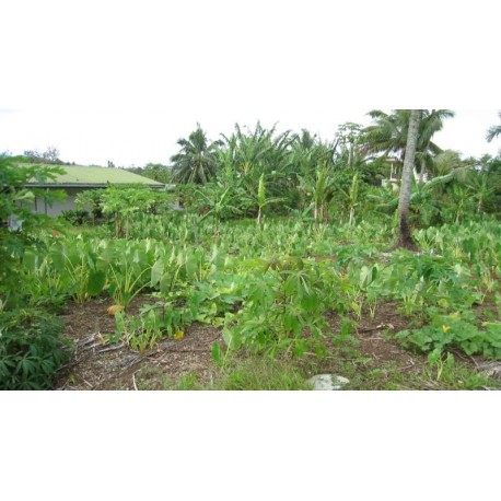AFAAHITI : Terrain constructible  plat  Ref 119