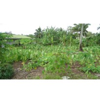 AFAAHITI : Terrain constructible  plat  Ref 119