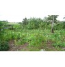 AFAAHITI : Terrain constructible  plat  Ref 119