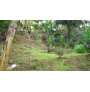 AFAAHITI : Beau terrain de 2006 m2  Ref 161