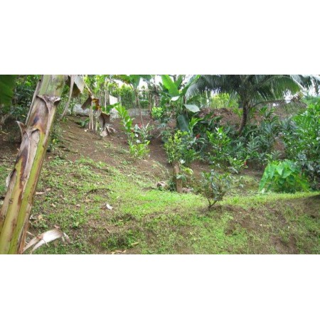 AFAAHITI : Beau terrain de 2006 m2  Ref 161