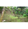 AFAAHITI : Beau terrain de 2006 m2  Ref 161